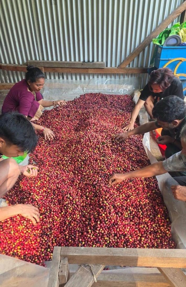 Coffee pickers at Tsiese Coffee Estate sort freshly harvested ripe cherries before fermentation.